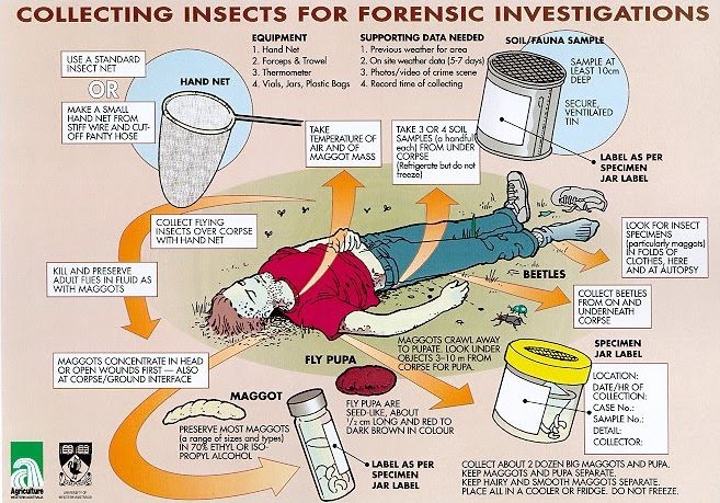 estimating-time-of-death-using-insects-forensic-entomology